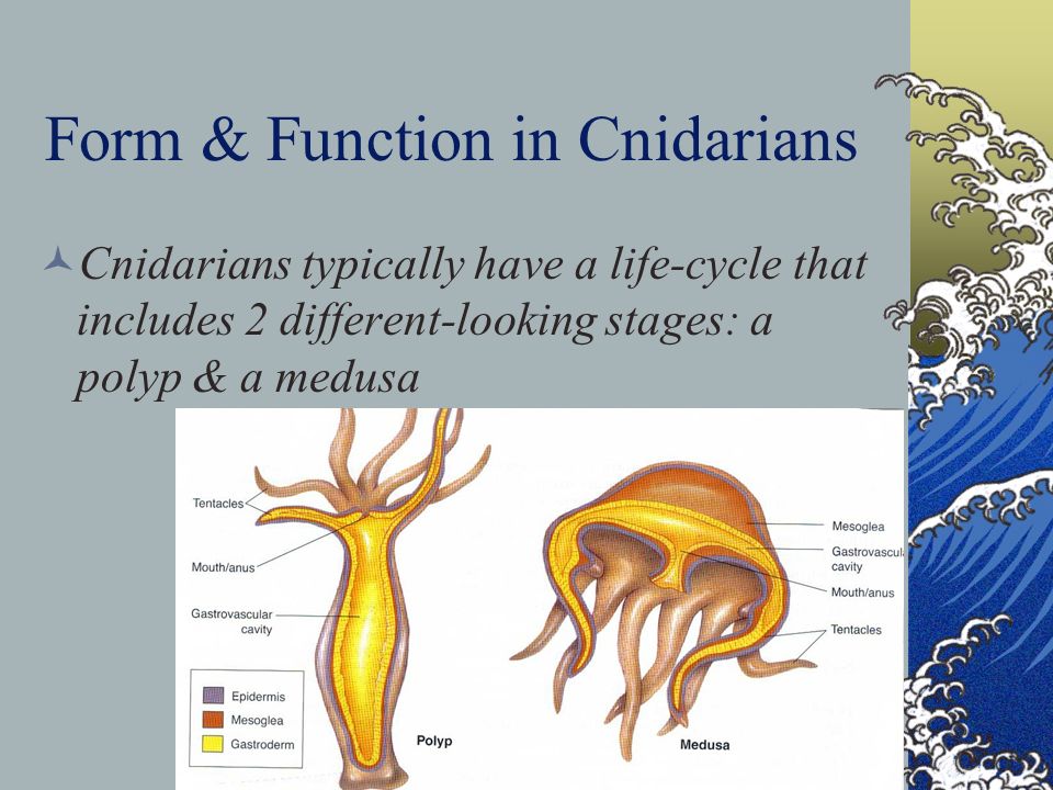 Form & Function in Cnidarians Cnidarians typically have a life-cycle that includes 2 different-looking stages: a polyp & a medusa