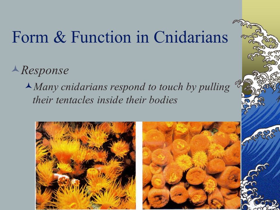 Form & Function in Cnidarians Response Many cnidarians respond to touch by pulling their tentacles inside their bodies