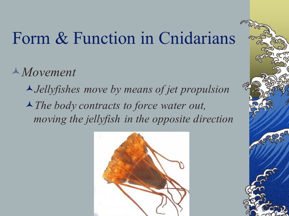 Form & Function in Cnidarians Movement Jellyfishes move by means of jet propulsion The body contracts to force water out, moving the jellyfish in the opposite direction
