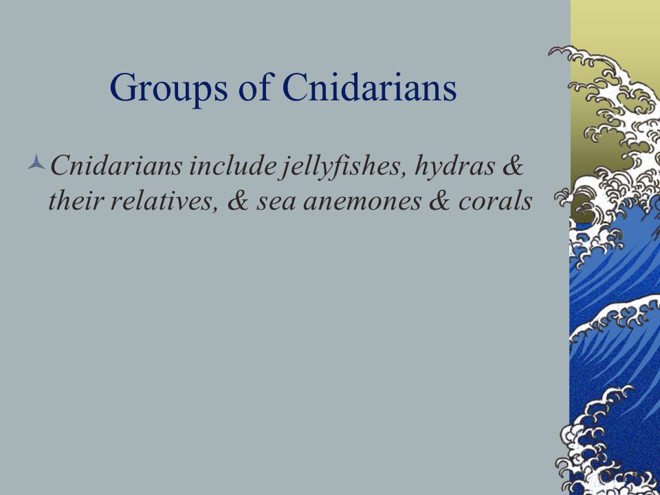 Groups of Cnidarians Cnidarians include jellyfishes, hydras & their relatives, & sea anemones & corals