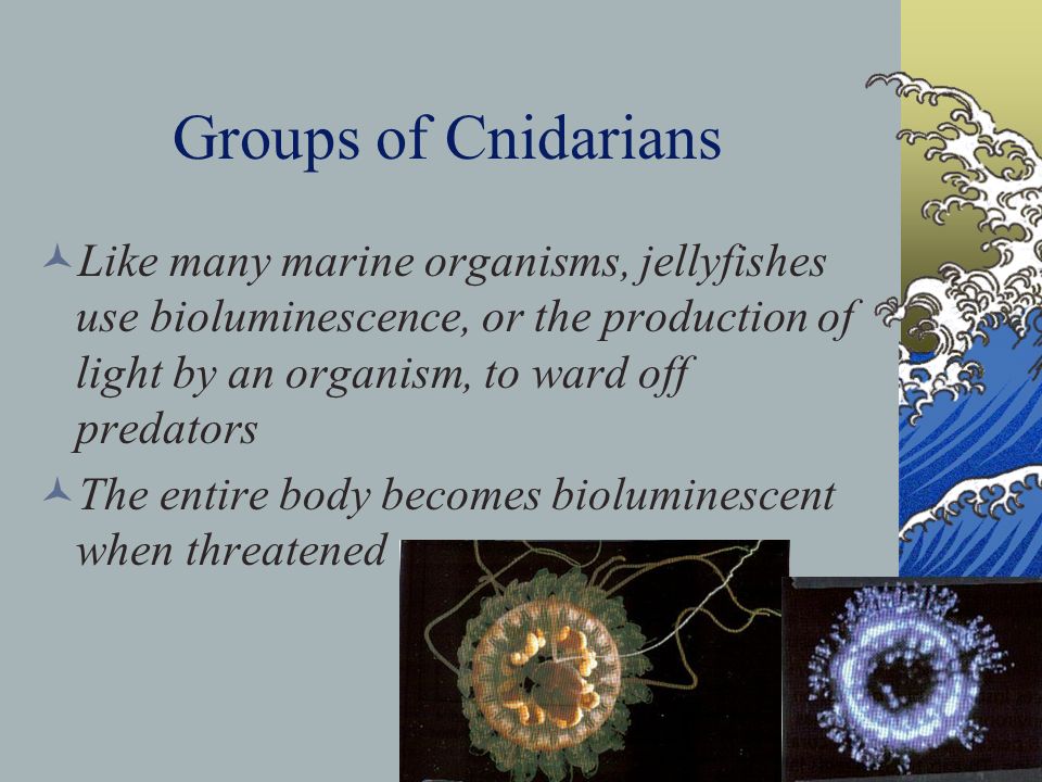 Groups of Cnidarians Like many marine organisms, jellyfishes use bioluminescence, or the production of light by an organism, to ward off predators The entire body becomes bioluminescent when threatened