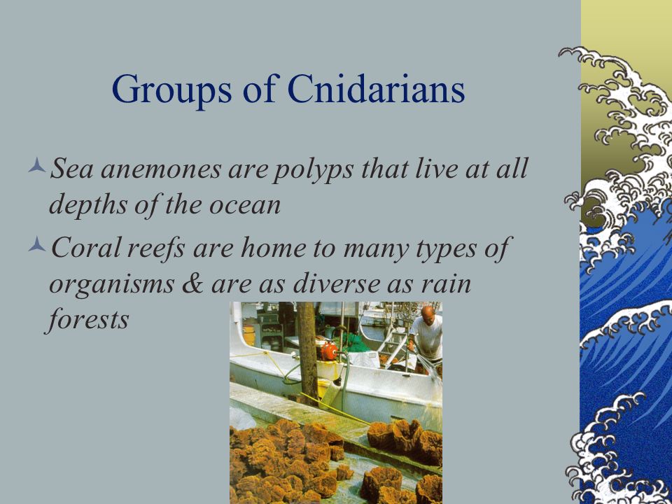 Groups of Cnidarians Sea anemones are polyps that live at all depths of the ocean Coral reefs are home to many types of organisms & are as diverse as rain forests