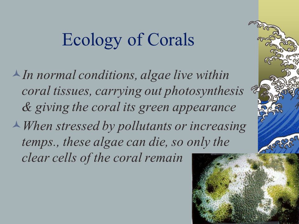 Ecology of Corals In normal conditions, algae live within coral tissues, carrying out photosynthesis & giving the coral its green appearance When stressed by pollutants or increasing temps., these algae can die, so only the clear cells of the coral remain