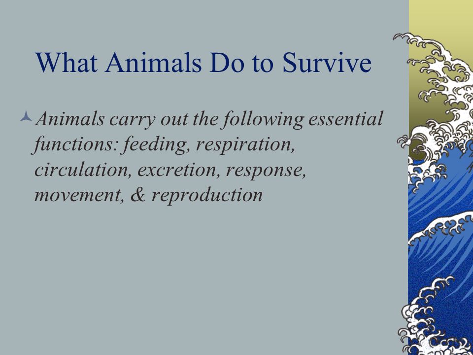What Animals Do to Survive Animals carry out the following essential functions: feeding, respiration, circulation, excretion, response, movement, & reproduction