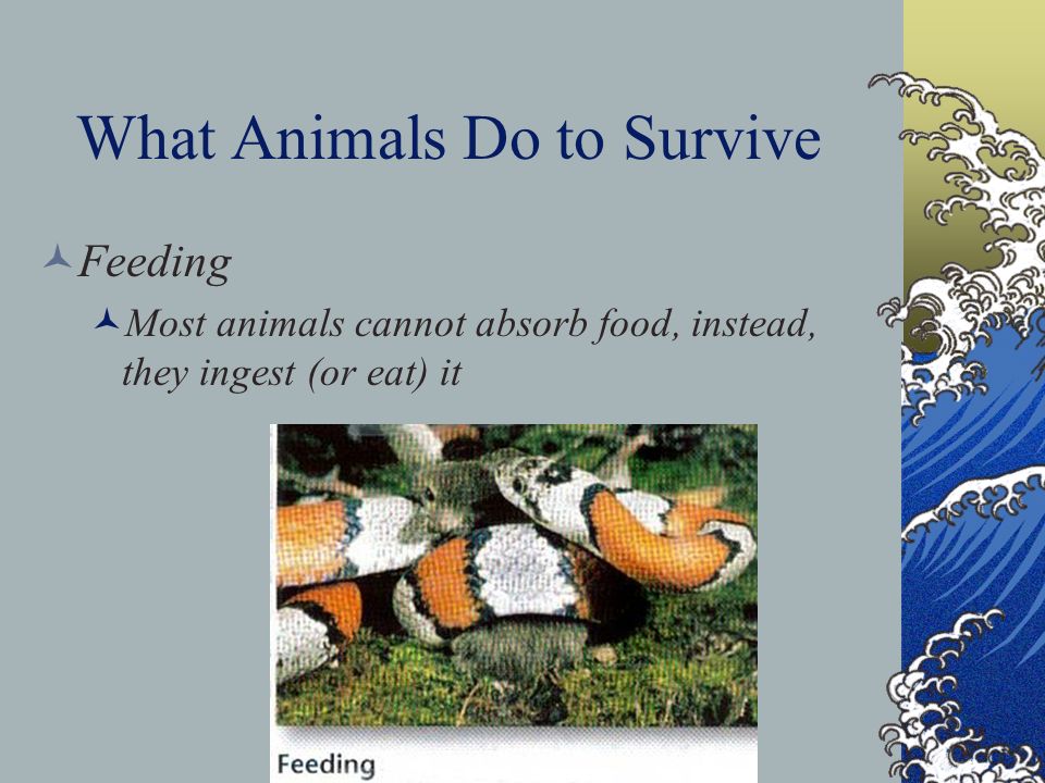 What Animals Do to Survive Feeding Most animals cannot absorb food, instead, they ingest (or eat) it