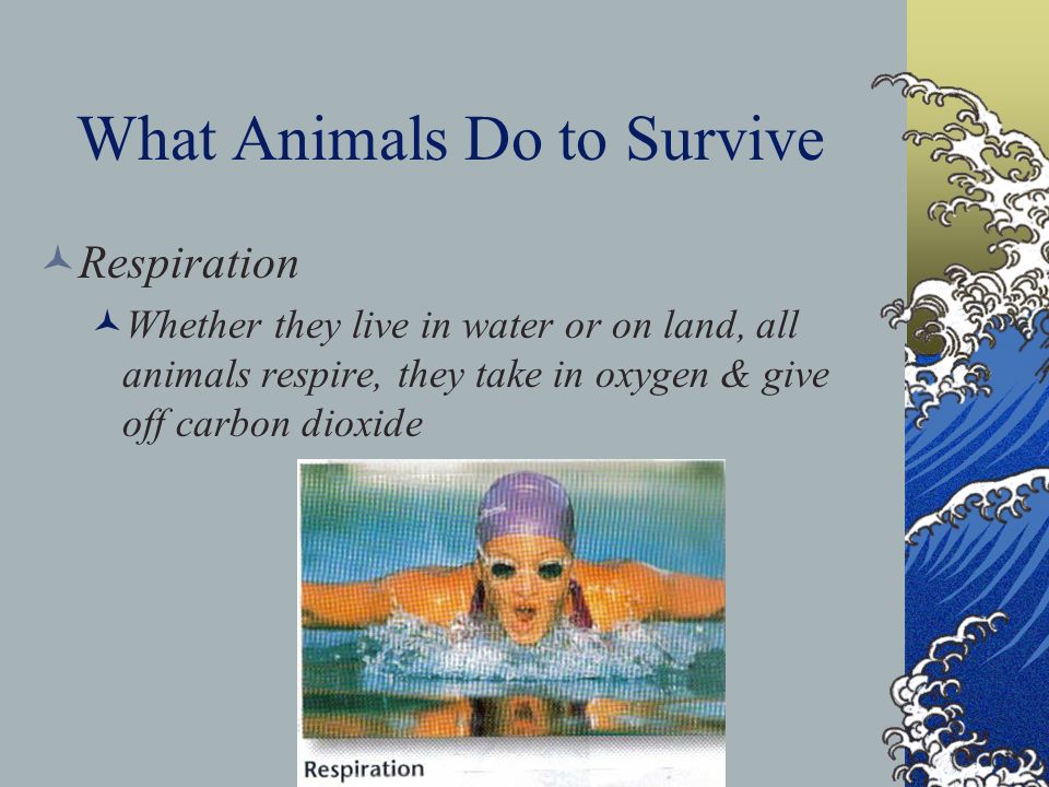 What Animals Do to Survive Respiration Whether they live in water or on land, all animals respire, they take in oxygen & give off carbon dioxide