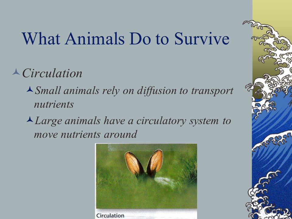 What Animals Do to Survive Circulation Small animals rely on diffusion to transport nutrients Large animals have a circulatory system to move nutrients around