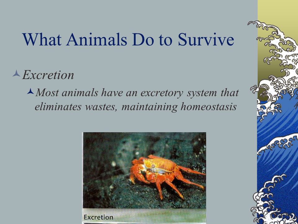 What Animals Do to Survive Excretion Most animals have an excretory system that eliminates wastes, maintaining homeostasis