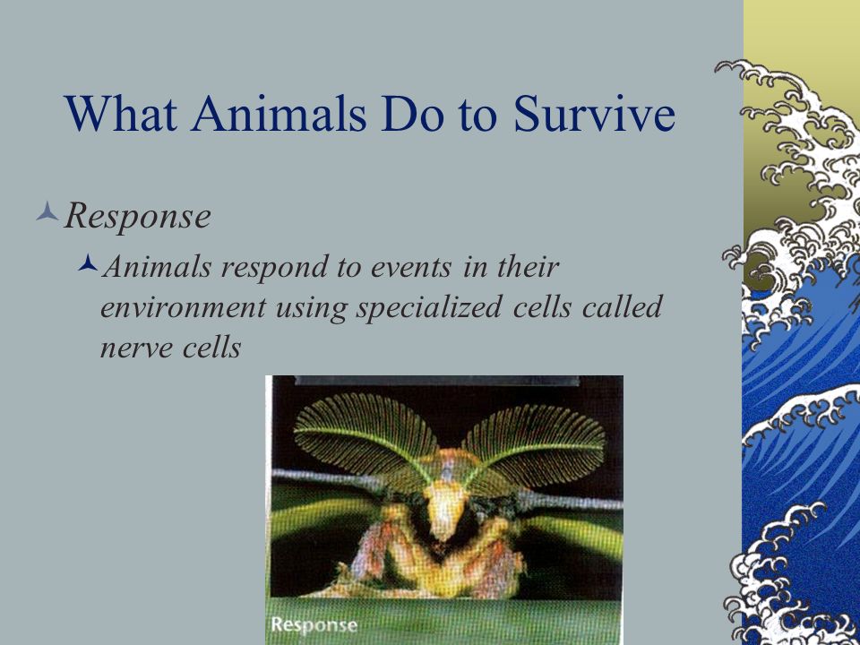 What Animals Do to Survive Response Animals respond to events in their environment using specialized cells called nerve cells