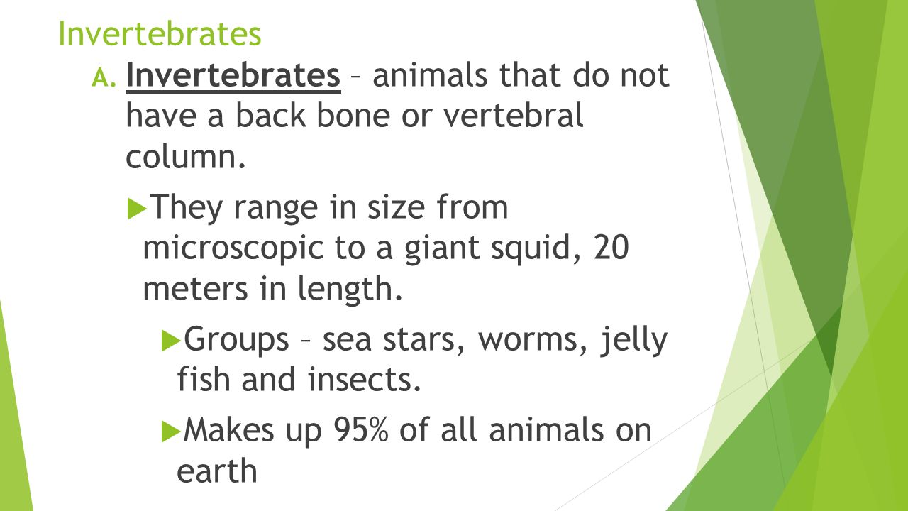 Invertebrates A. Invertebrates – animals that do not have a back bone or vertebral column.