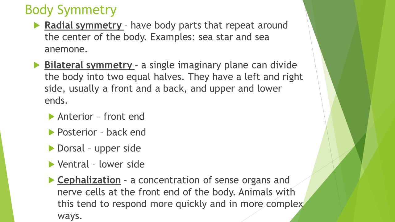 Body Symmetry  Radial symmetry – have body parts that repeat around the center of the body.