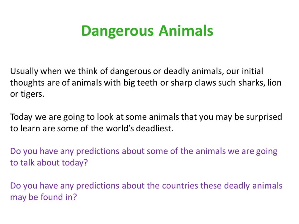if you could be any animal discussion questions 1 what is your favourite animal why 2 if if you could be any animal discussion questions 1 what is your favourite animal why 2 if