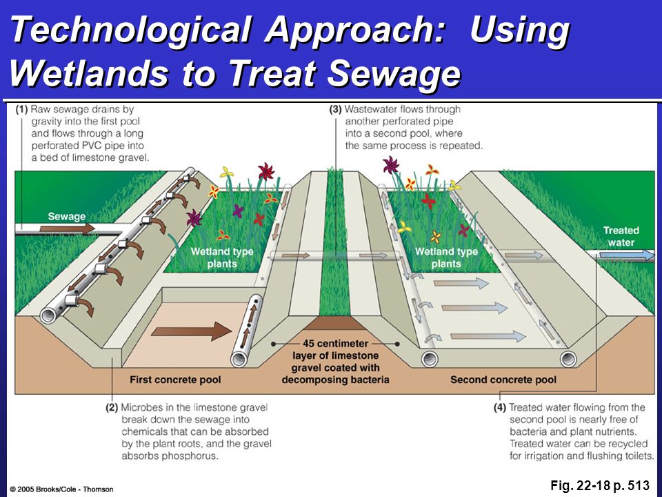 Technological Approach: Using Wetlands to Treat Sewage Fig p. 513
