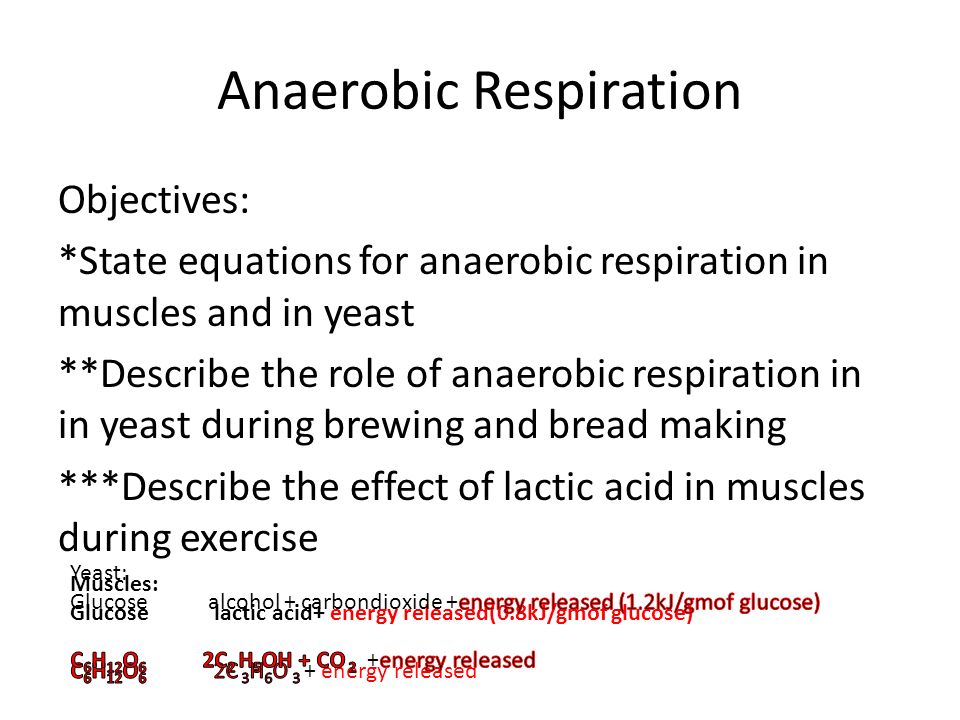 Respiration The Human Transport System Objectives Define And 26 Anaerobic Respiration Objectives State Equations
