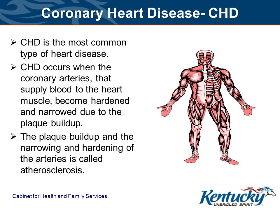 Cabinet for Health and Family Services Coronary Heart Disease- CHD  CHD is the most common type of heart disease.
