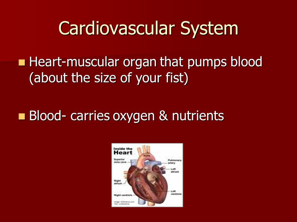 Cardiovascular System Heart-muscular organ that pumps blood (about the size of your fist) Heart-muscular organ that pumps blood (about the size of your fist) Blood- carries oxygen & nutrients Blood- carries oxygen & nutrients