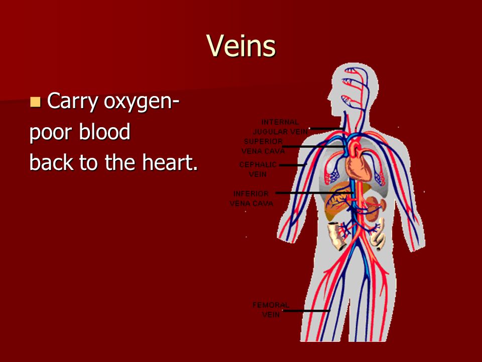 Veins Carry oxygen- Carry oxygen- poor blood back to the heart.