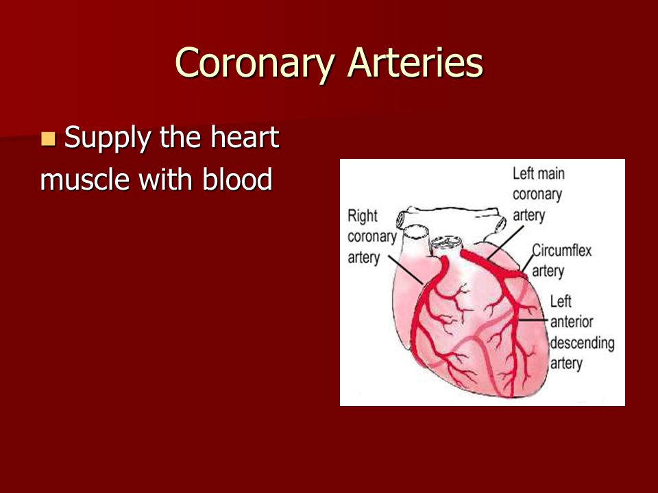 Coronary Arteries Supply the heart Supply the heart muscle with blood