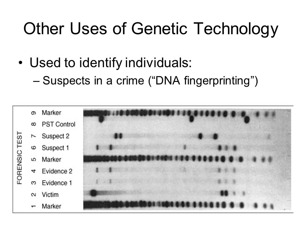 Other Uses of Genetic Technology Used to identify individuals: –Suspects in a crime ( DNA fingerprinting )
