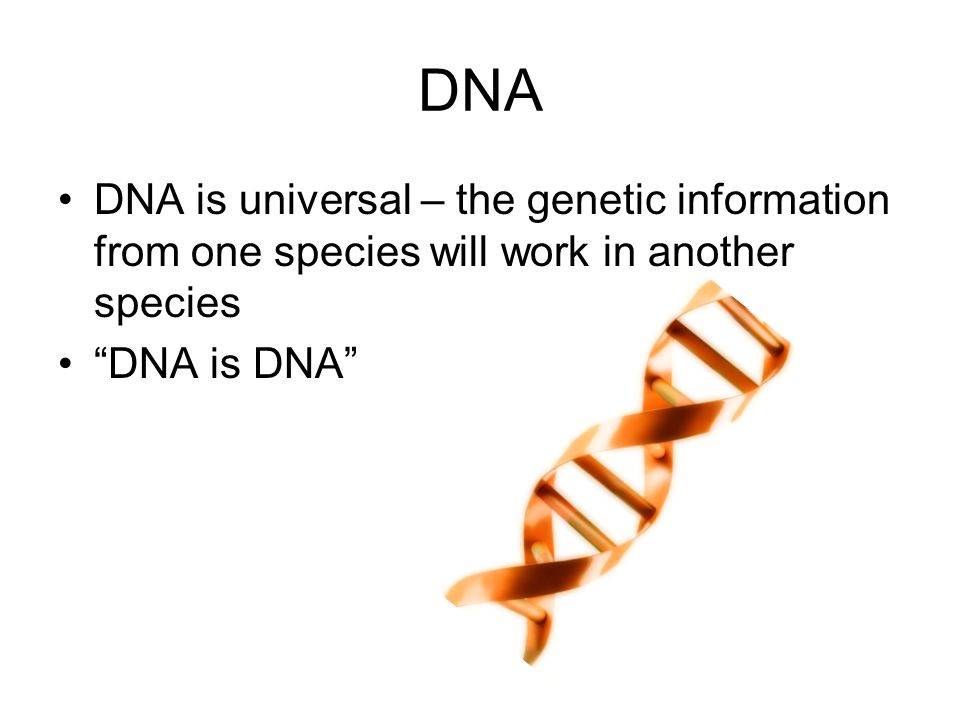 DNA DNA is universal – the genetic information from one species will work in another species DNA is DNA
