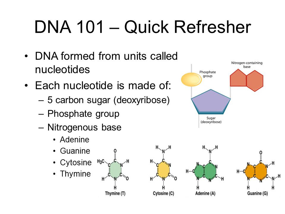 DNA 101 – Quick Refresher DNA formed from units called nucleotides Each nucleotide is made of: –5 carbon sugar (deoxyribose) –Phosphate group –Nitrogenous base Adenine Guanine Cytosine Thymine