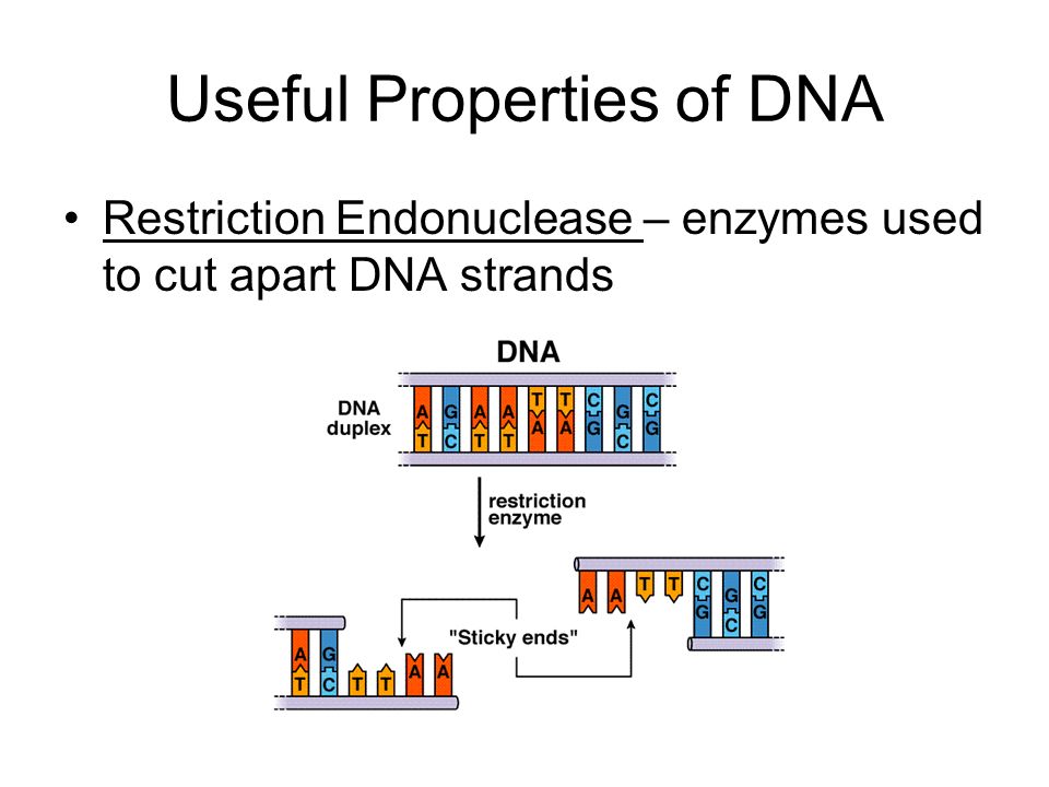 Useful Properties of DNA Restriction Endonuclease – enzymes used to cut apart DNA strands