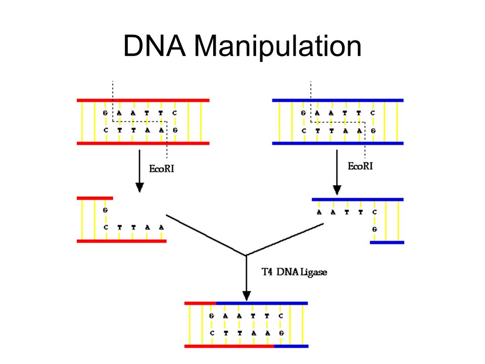 DNA Manipulation