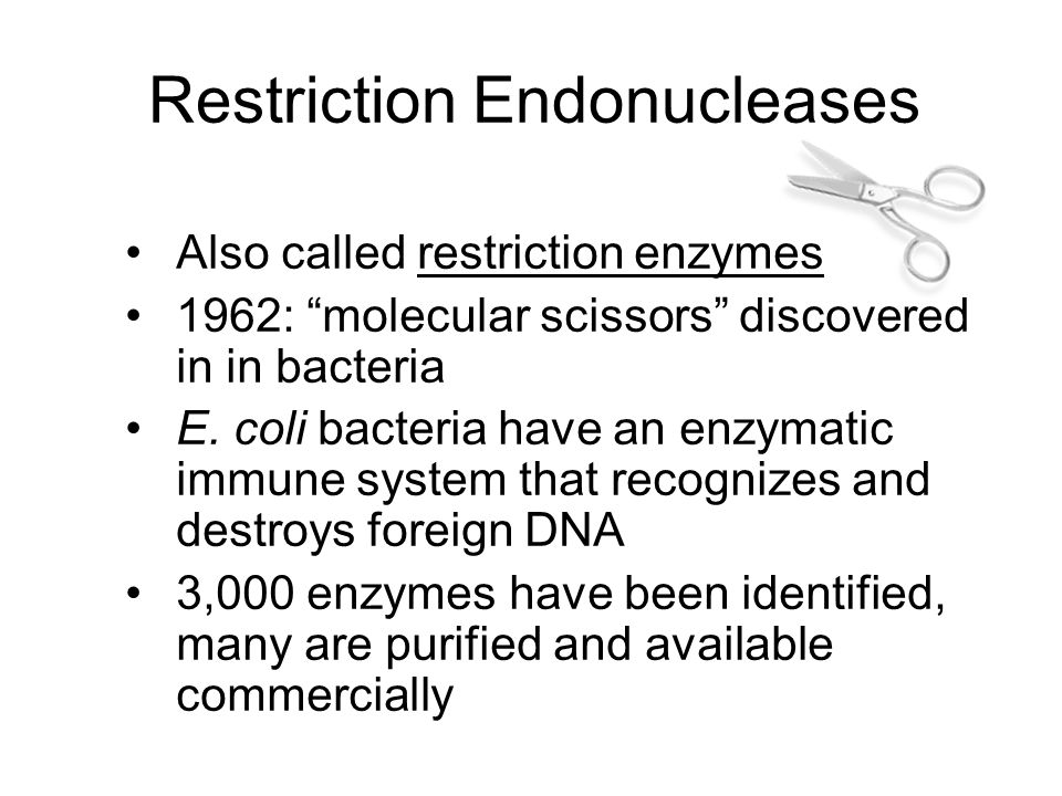 Restriction Endonucleases Also called restriction enzymes 1962: molecular scissors discovered in in bacteria E.