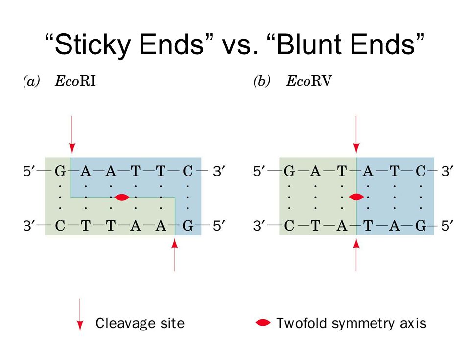 Sticky Ends vs. Blunt Ends