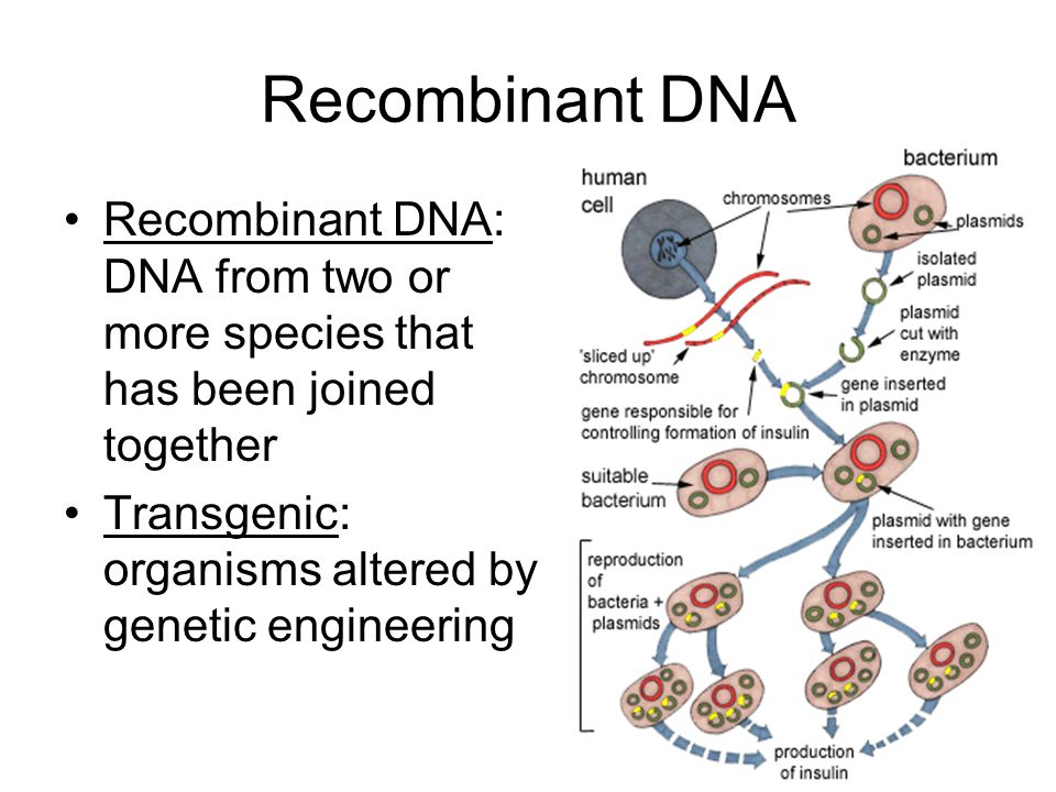 Recombinant DNA Recombinant DNA: DNA from two or more species that has been joined together Transgenic: organisms altered by genetic engineering