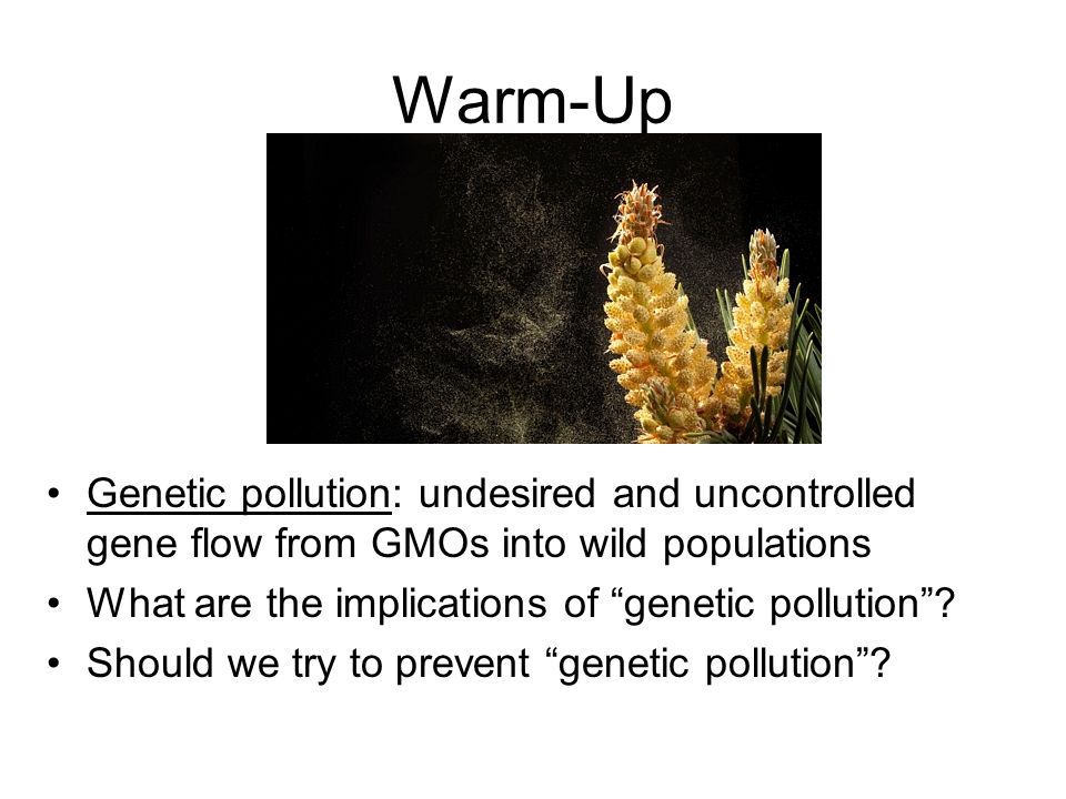 Warm-Up Genetic pollution: undesired and uncontrolled gene flow from GMOs into wild populations What are the implications of genetic pollution .