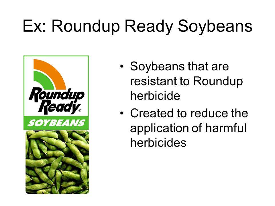 Ex: Roundup Ready Soybeans Soybeans that are resistant to Roundup herbicide Created to reduce the application of harmful herbicides