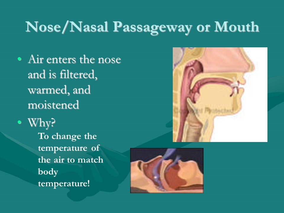 Nose/Nasal Passageway or Mouth Air enters the nose and is filtered, warmed, and moistenedAir enters the nose and is filtered, warmed, and moistened Why Why.