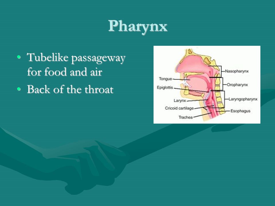 Pharynx Tubelike passageway for food and airTubelike passageway for food and air Back of the throatBack of the throat