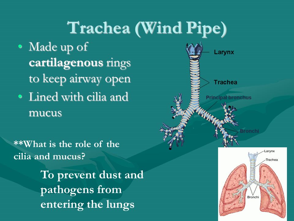 Trachea (Wind Pipe) Made up of cartilagenous rings to keep airway openMade up of cartilagenous rings to keep airway open Lined with cilia and mucusLined with cilia and mucus **What is the role of the cilia and mucus.