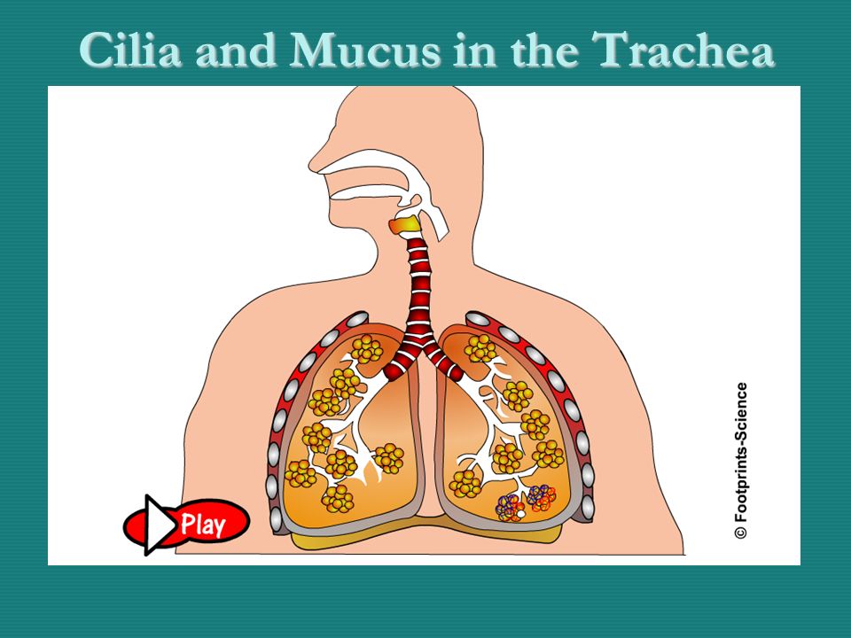 Cilia and Mucus - Animation Cilia and Mucus in the Trachea