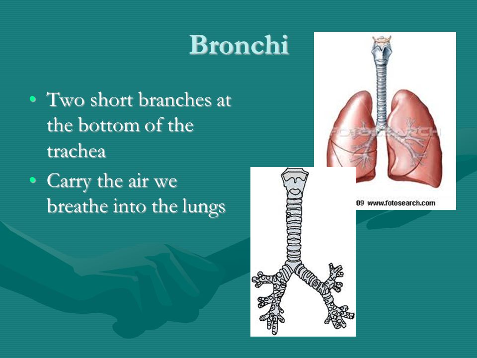 Bronchi Two short branches at the bottom of the tracheaTwo short branches at the bottom of the trachea Carry the air we breathe into the lungsCarry the air we breathe into the lungs