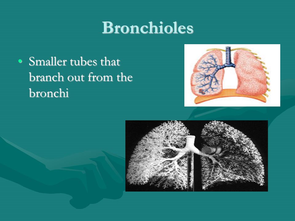Bronchioles Smaller tubes that branch out from the bronchiSmaller tubes that branch out from the bronchi