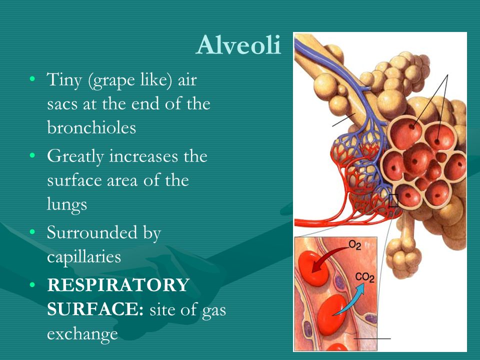 Alveoli Tiny (grape like) air sacs at the end of the bronchioles Greatly increases the surface area of the lungs Surrounded by capillaries RESPIRATORY SURFACE: site of gas exchange