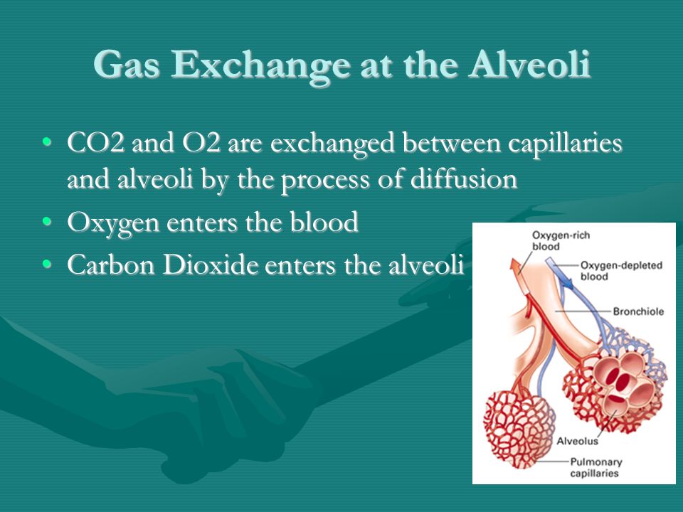 Gas Exchange at the Alveoli CO2 and O2 are exchanged between capillaries and alveoli by the process of diffusionCO2 and O2 are exchanged between capillaries and alveoli by the process of diffusion Oxygen enters the bloodOxygen enters the blood Carbon Dioxide enters the alveoliCarbon Dioxide enters the alveoli