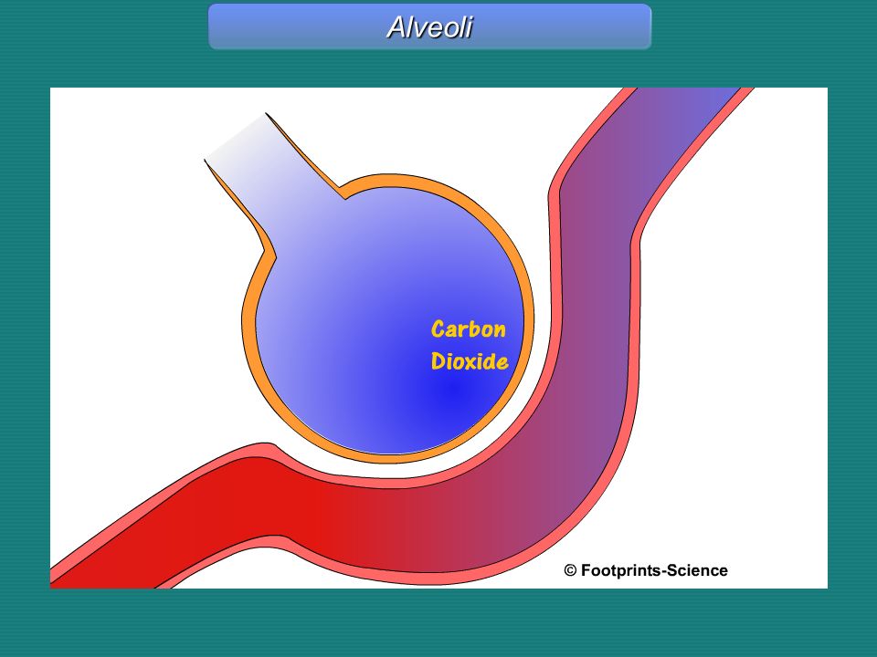 Alveoli Alveoli - Animation
