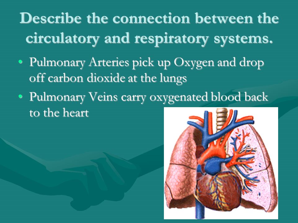 Describe the connection between the circulatory and respiratory systems.