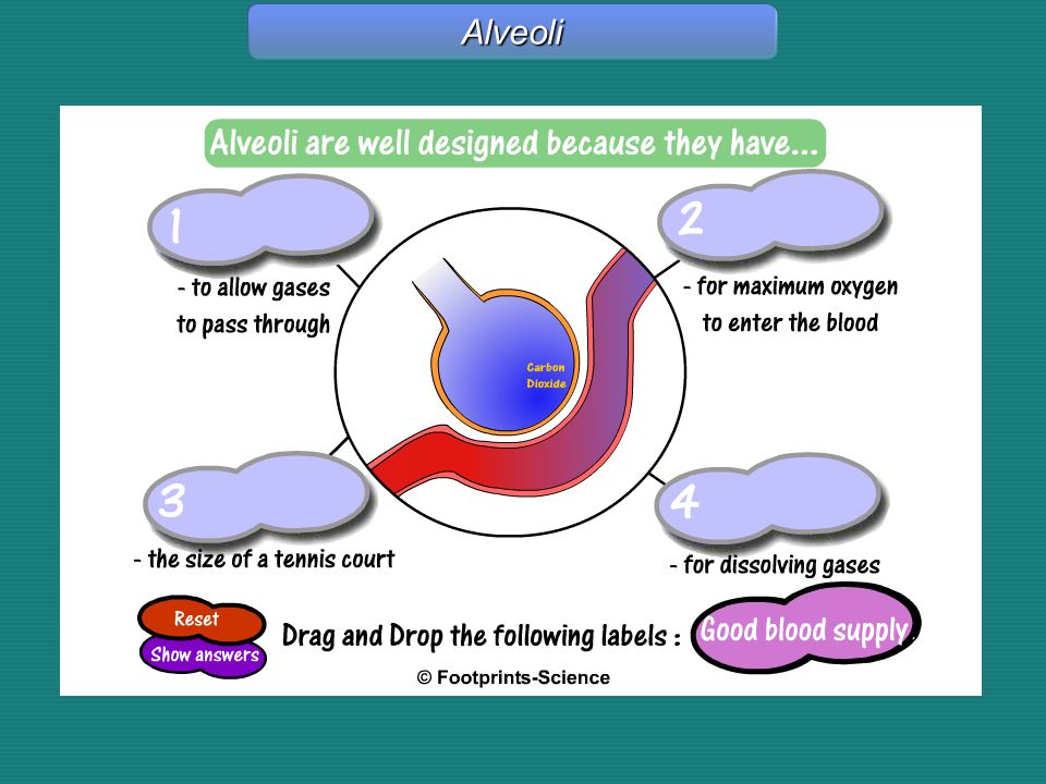 Alveoli Alveoli – Drag & Drop