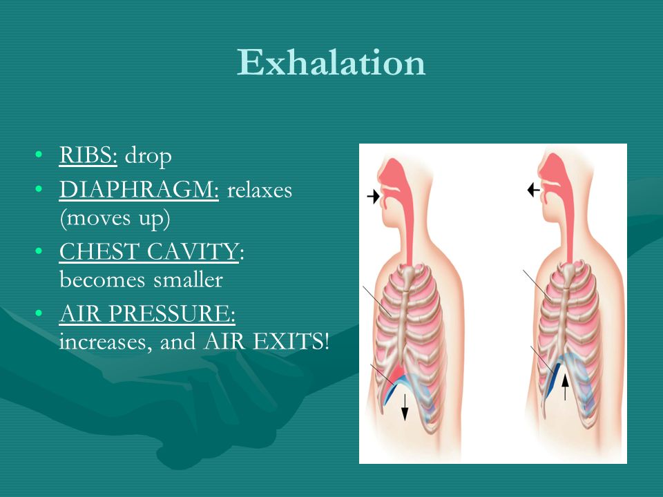 Exhalation RIBS: drop DIAPHRAGM: relaxes (moves up) CHEST CAVITY: becomes smaller AIR PRESSURE: increases, and AIR EXITS!