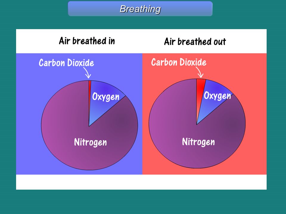 Breathing Breathing - Graphic