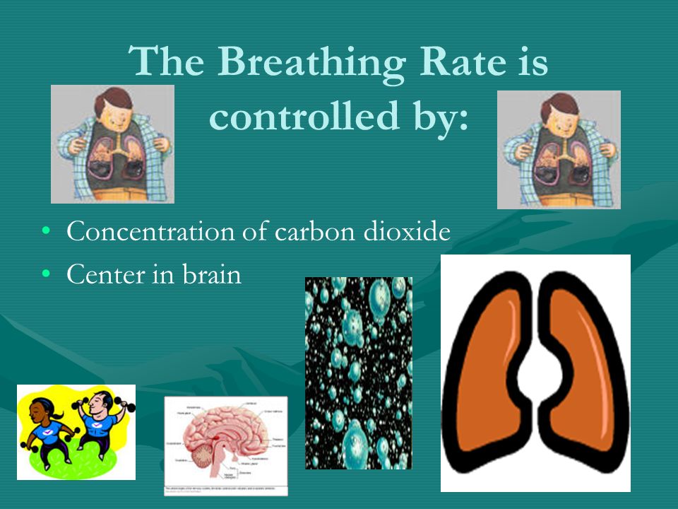The Breathing Rate is controlled by: Concentration of carbon dioxide Center in brain