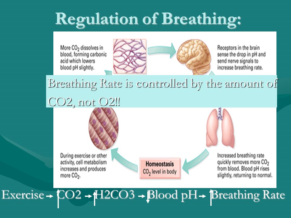 Regulation of Breathing: Exercise CO2 H2CO3 Blood pH Breathing Rate Breathing Rate is controlled by the amount of CO2, not O2!!