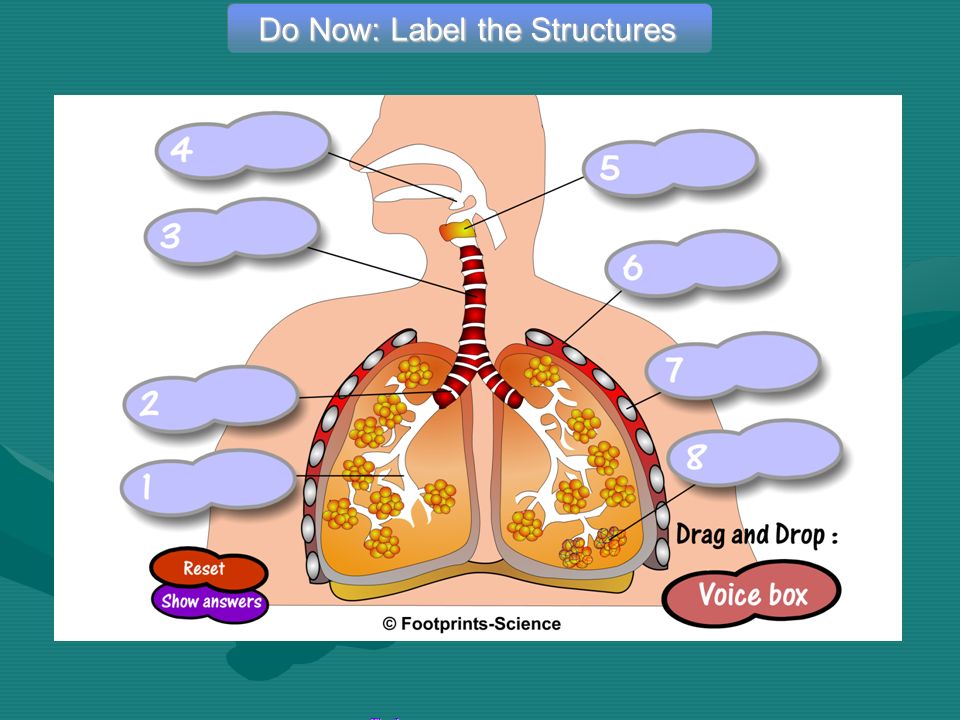 Do Now: Label the Structures The Lungs – Drag & Drop