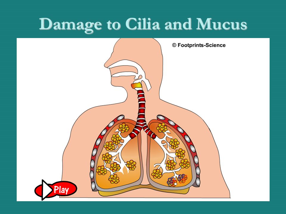 Damage to cilia by tar - Animation Damage to Cilia and Mucus