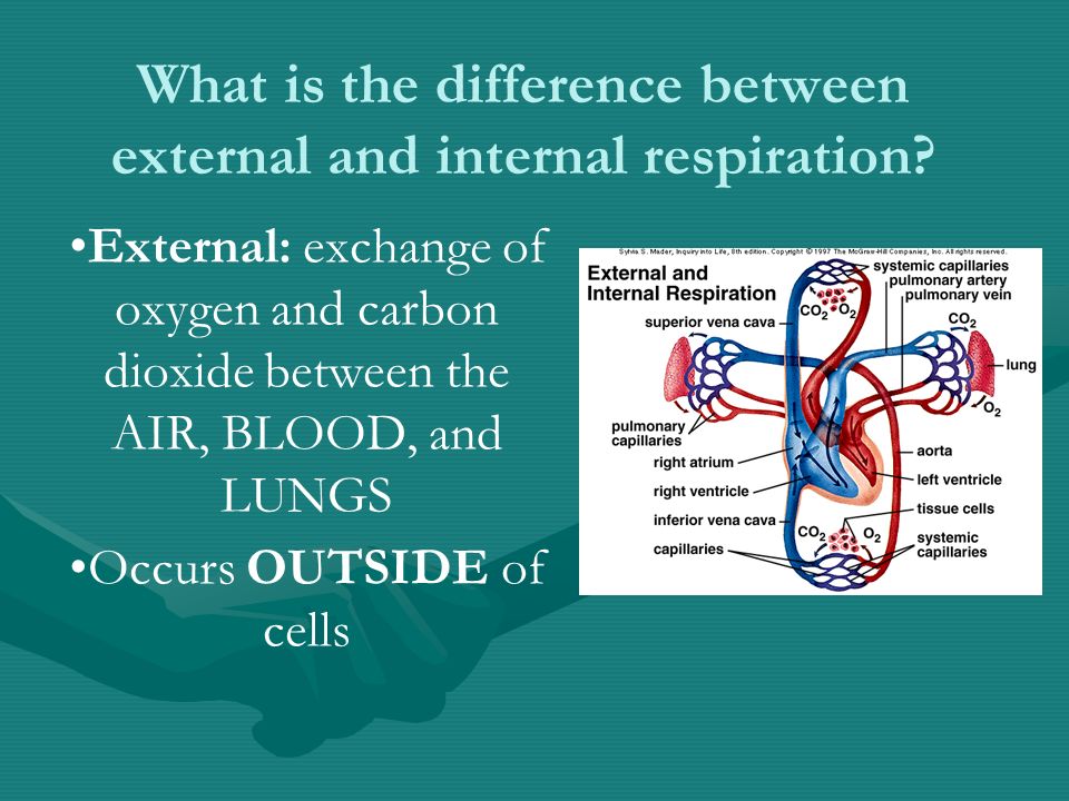 What is the difference between external and internal respiration.